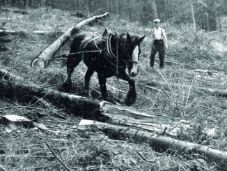 Extracting windblown timber with a horse at Thornthwaite