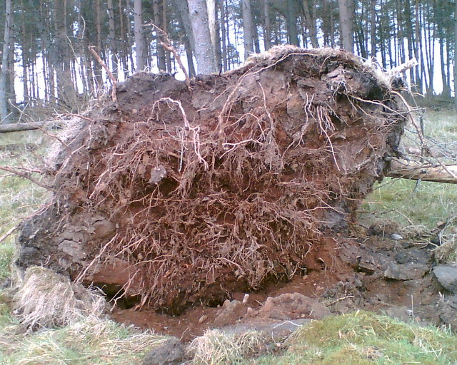 A windblown root plate
