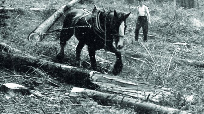 Extracting windblown timber with a horse at Thornthwaite